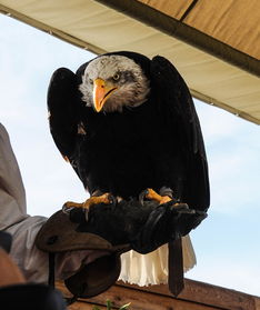 开云体育官网入口网页-猛龙力克老鹰，取得季后赛首胜